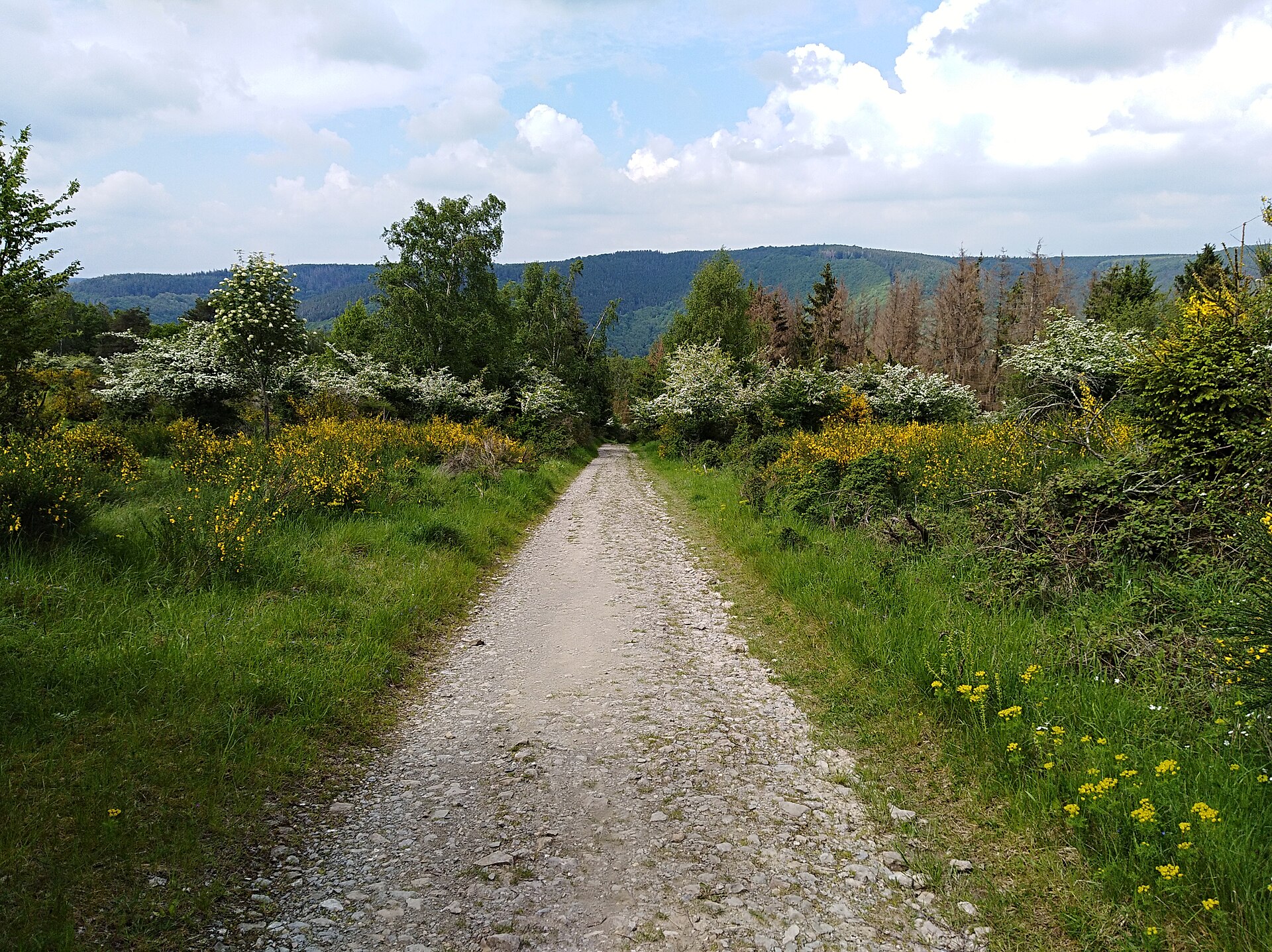 Einruhr → Gemünd