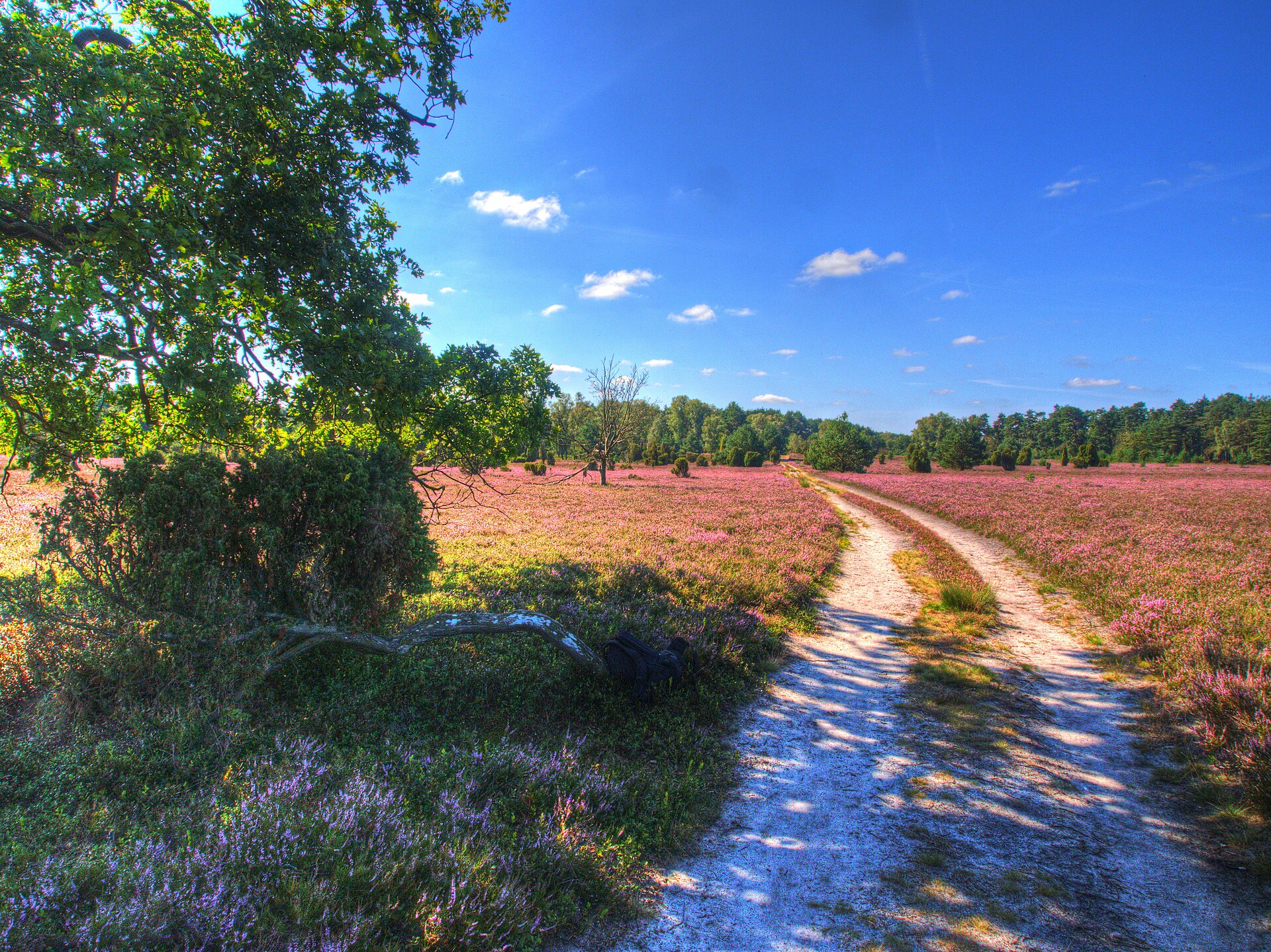 Faßberg → Oberoher Heide