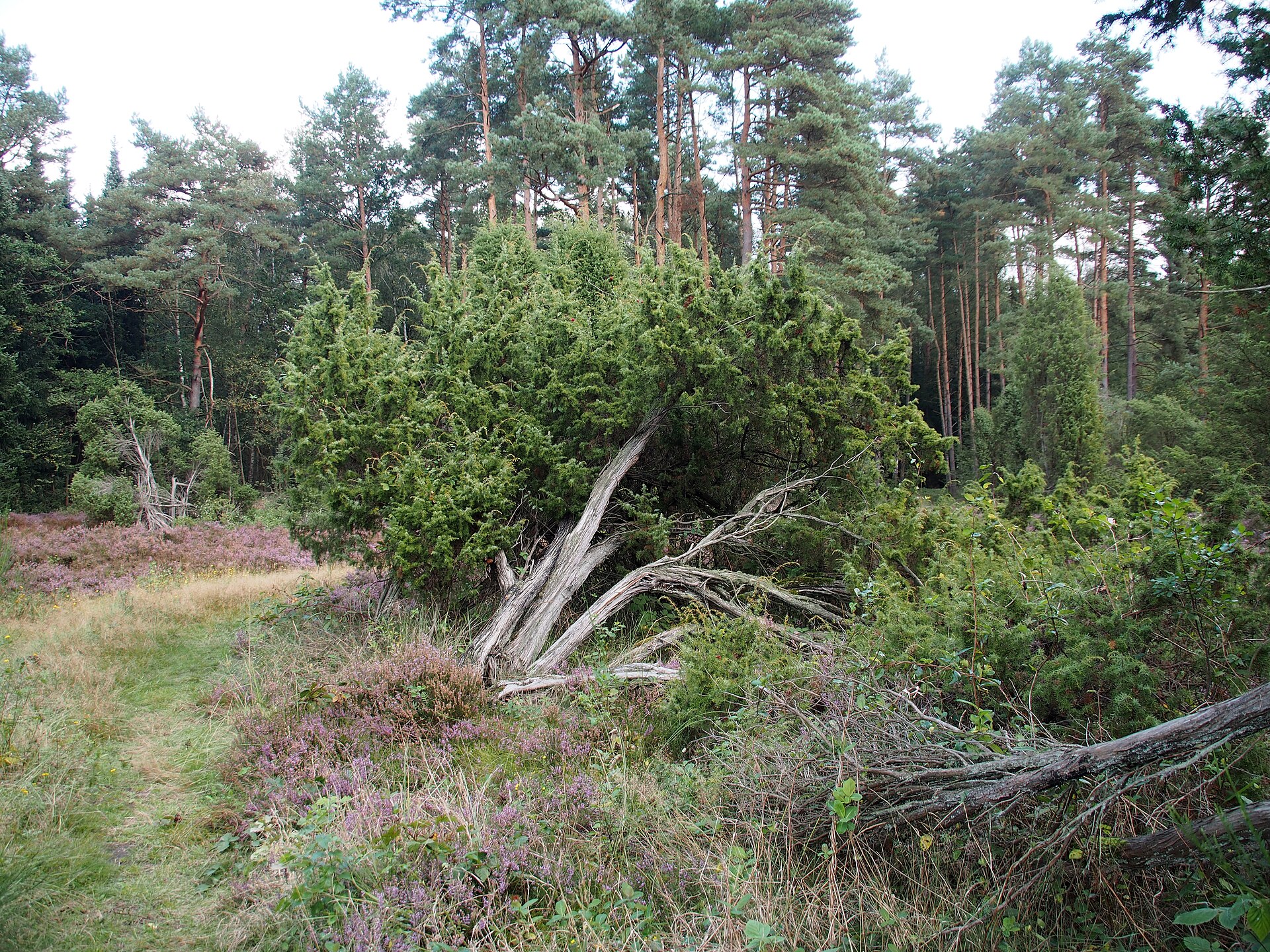 Weesen → Dehningshof