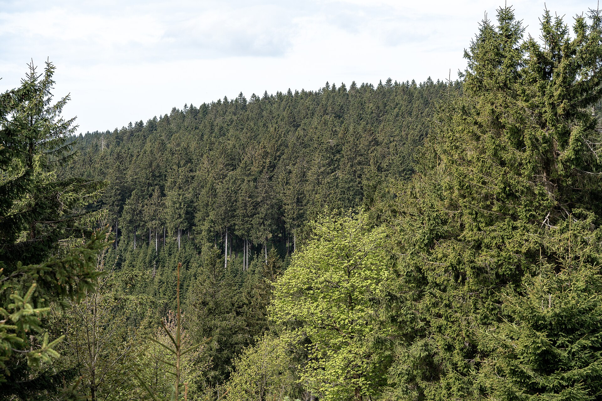 Ebertswiese → Grenzadler (bei Oberhof)