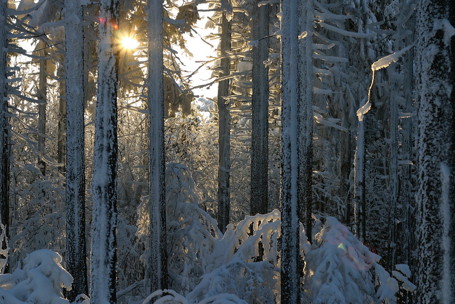 Grenzadler (bei Oberhof) → Allzunah