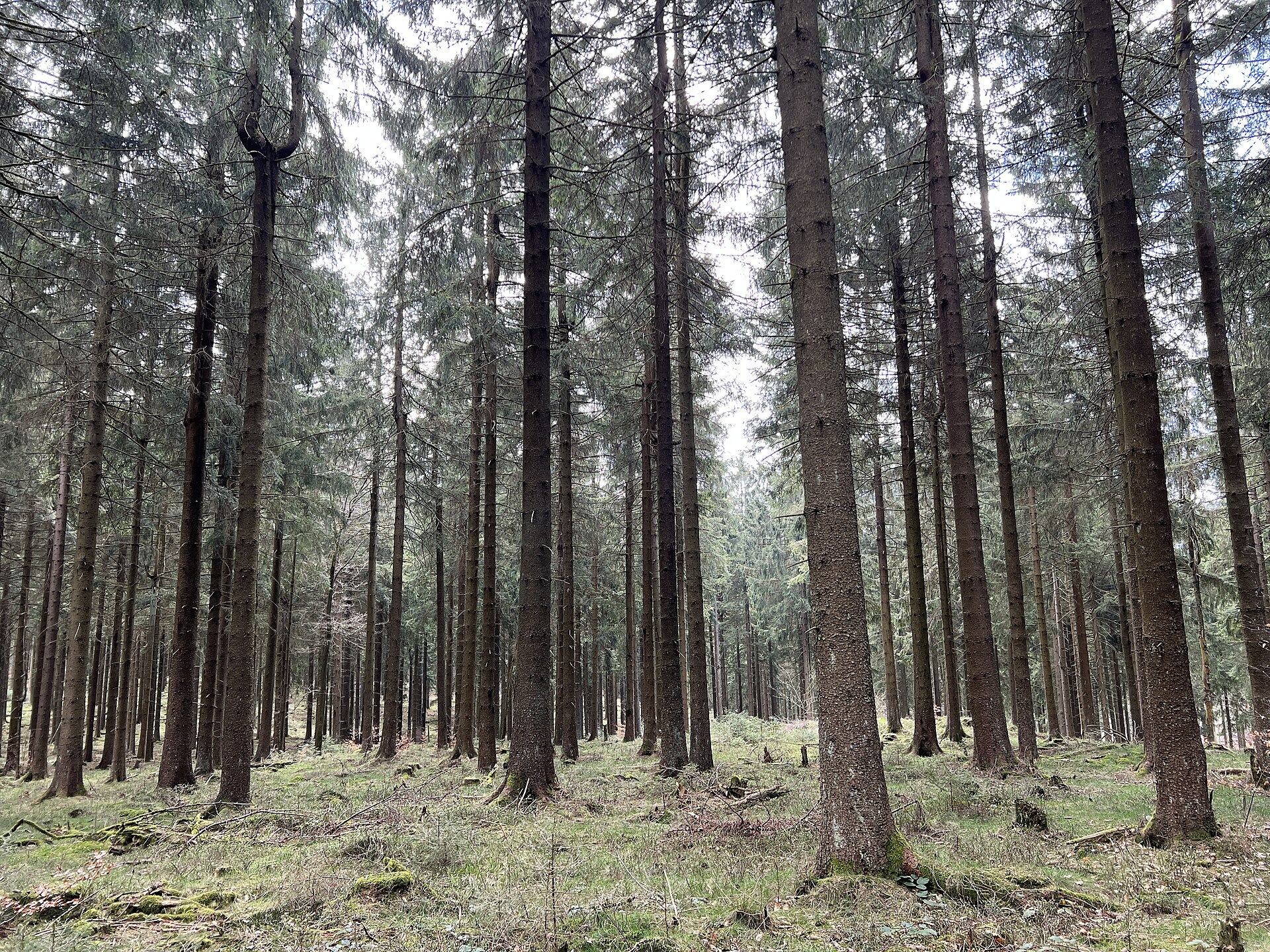 Friedrichshöhe → Spechtsbrunn