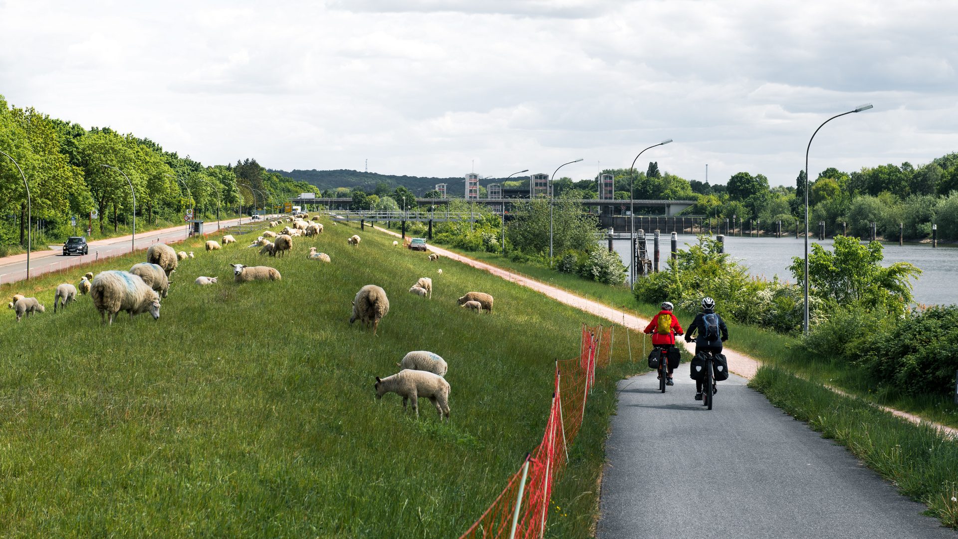 Zwei Radreisende mit Packtaschen auf einem Radweg am Elbufer bei Geesthacht, links eine Schafherde auf dem Deich