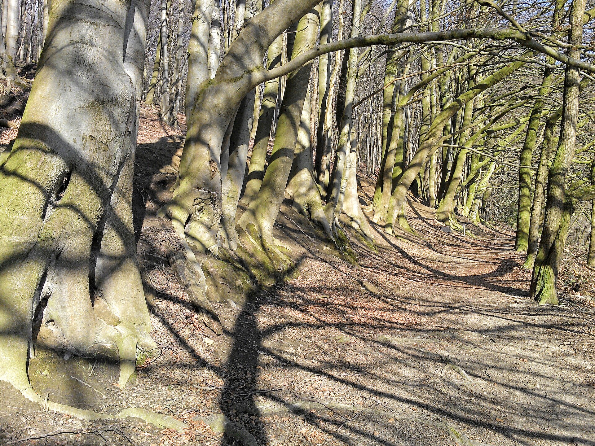 Weite Wälder